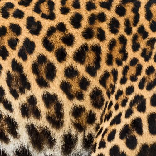 Tiger skin